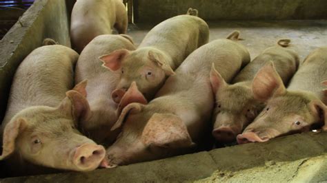 Cebu bans hogs, pork from Bohol .